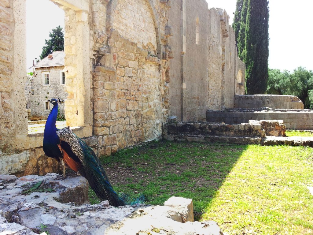 Lokrum Peacock. Παγόνια στο νησί Λόκρουμ