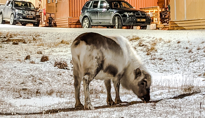 Αδέσποτος τάρανδος στο Longyearbyen