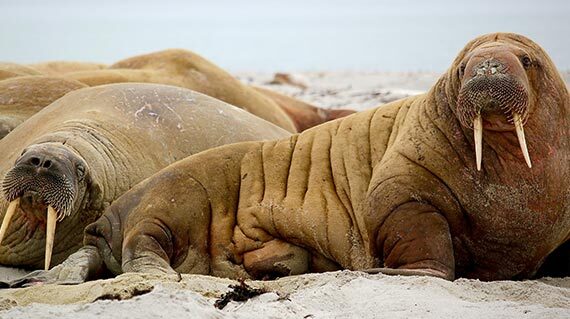 Walrus στο Svalbard