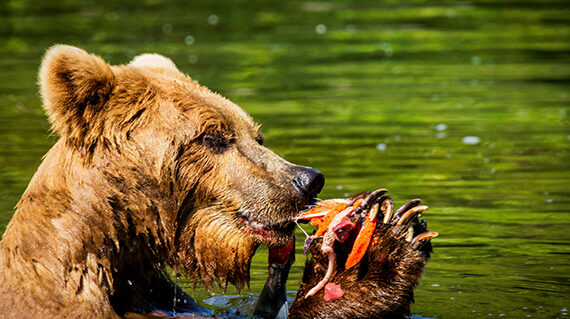 Αρκούδα Καναδάς