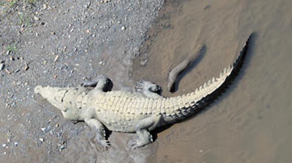 crocodile-costarica