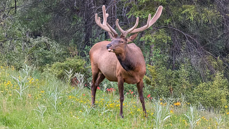 Elk in Banff