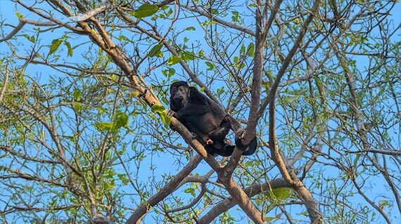 monkey-costarica
