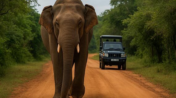 yala-national-park