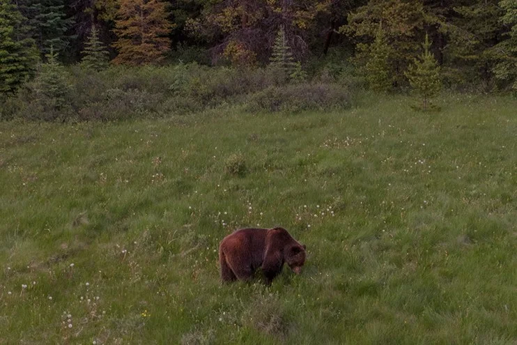 Grizzly bear in Banff
