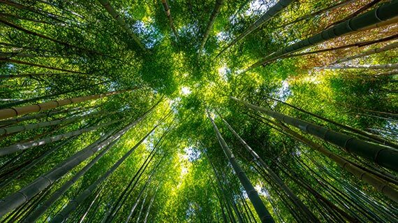 Bamboo Forest