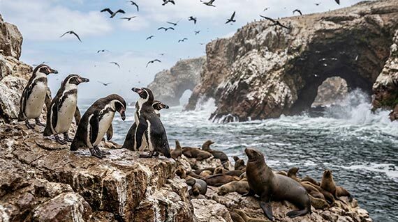 Ballestas Islands, Peru