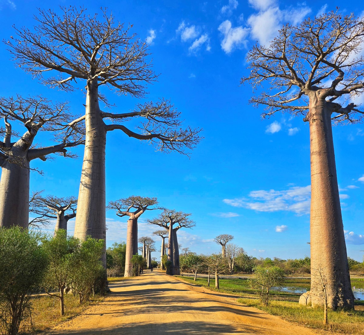 Χωματόδρομος περνά ανάμεσα σε ψηλά baobabs στη Λεωφόρο των Baobabs στη Μαδαγασκάρη.