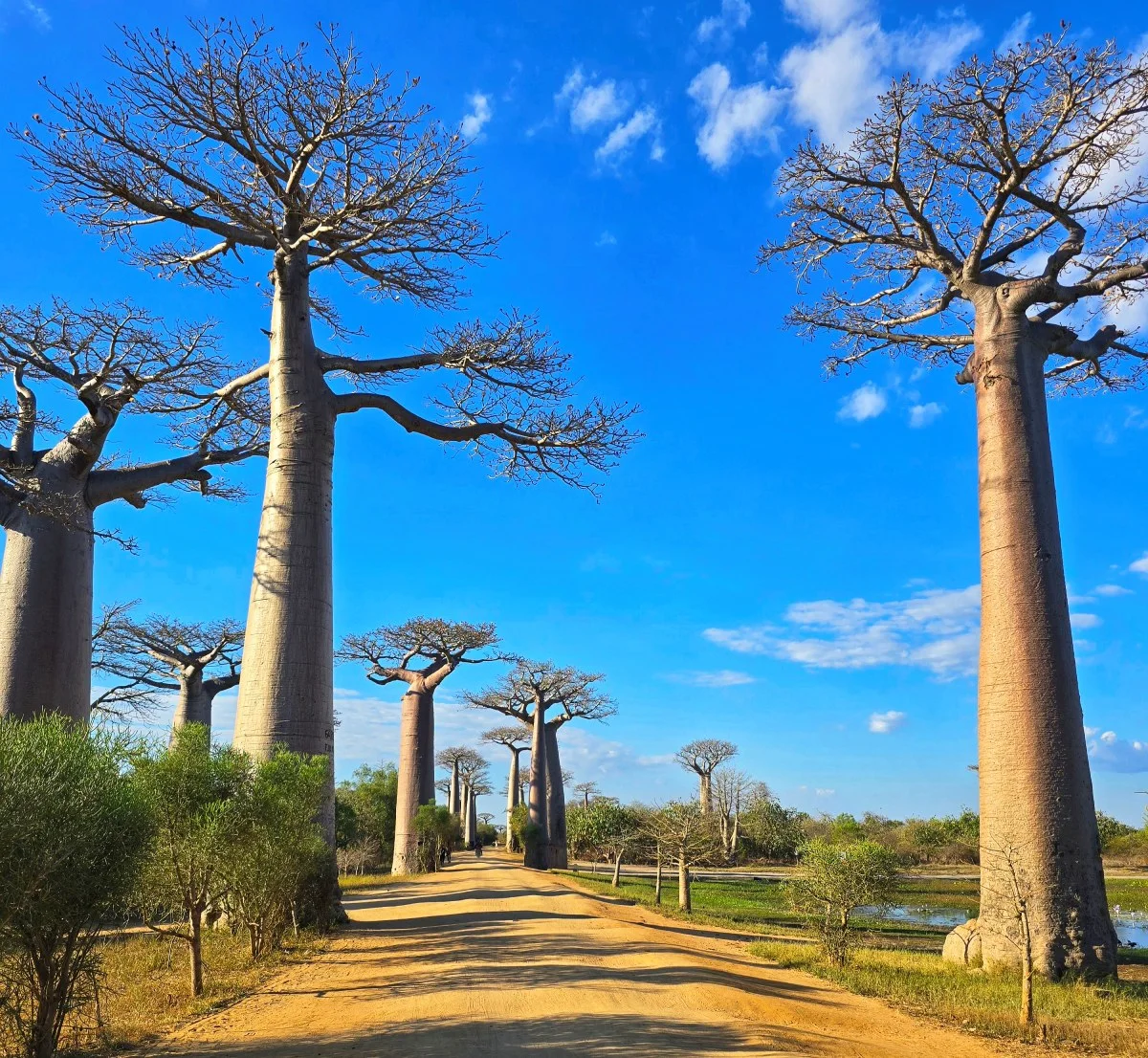 Χωματόδρομος περνά ανάμεσα σε ψηλά baobabs στη Λεωφόρο των Baobabs στη Μαδαγασκάρη.